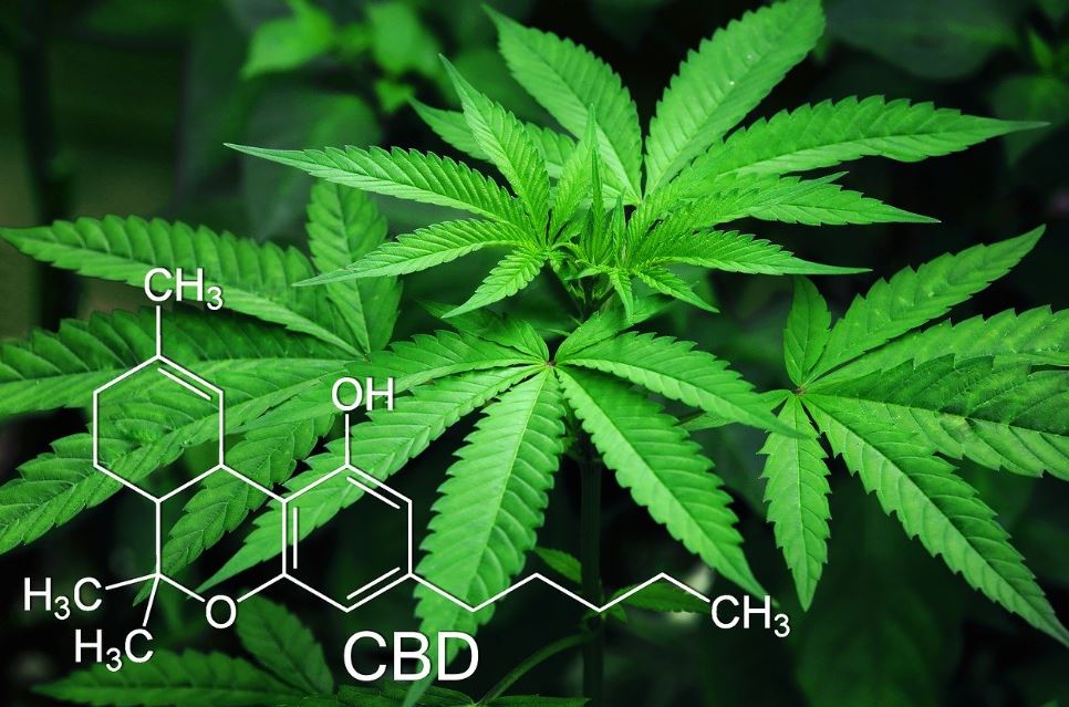 CBD green