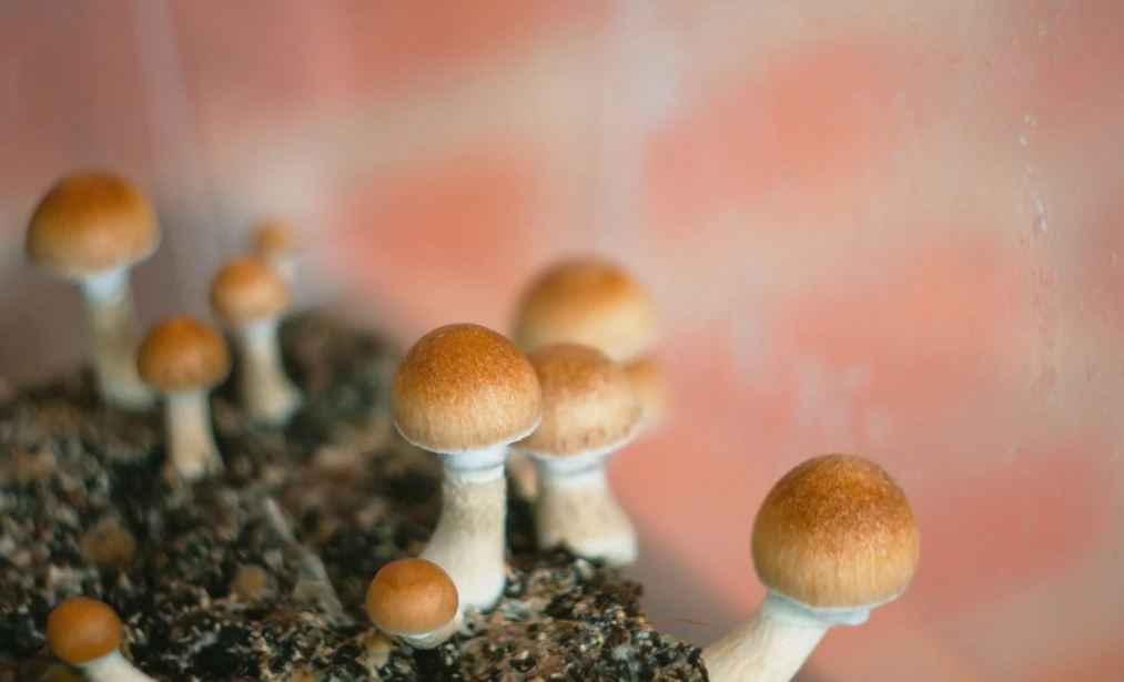 psychedelic mushrooms