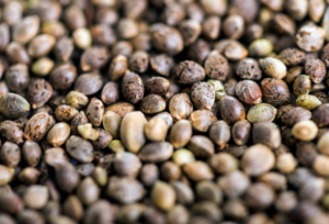 Seed